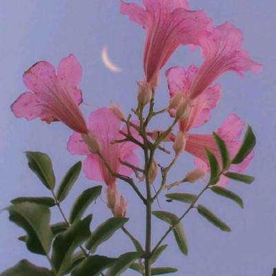 vivo荒野行动手游下载